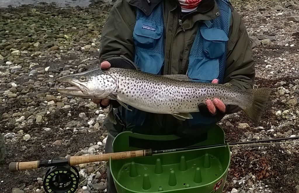 Un bell'esemplare di sea trout